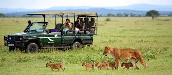 The Ultimate Safari Adventure: Exploring the Wild Wonders of Tanzania